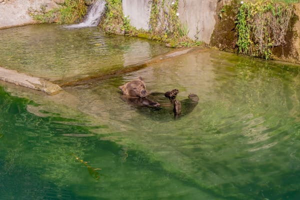 BärenPark